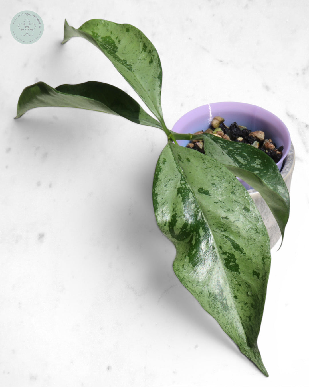 Hoya occultata (silver)
