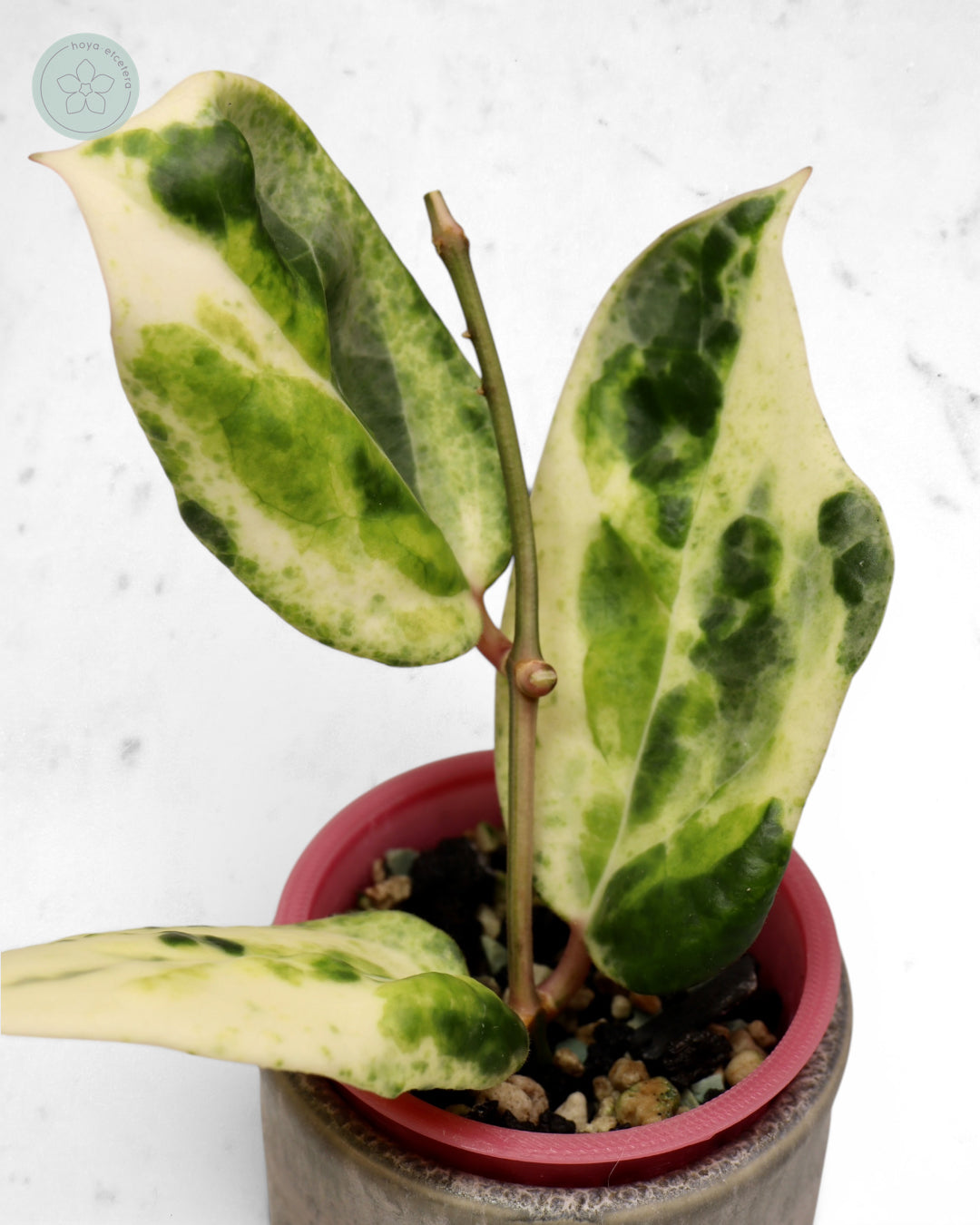 Hoya 'Candy' 🌱 cutting