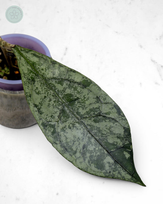 Hoya clemensiorum (Borneo silver)