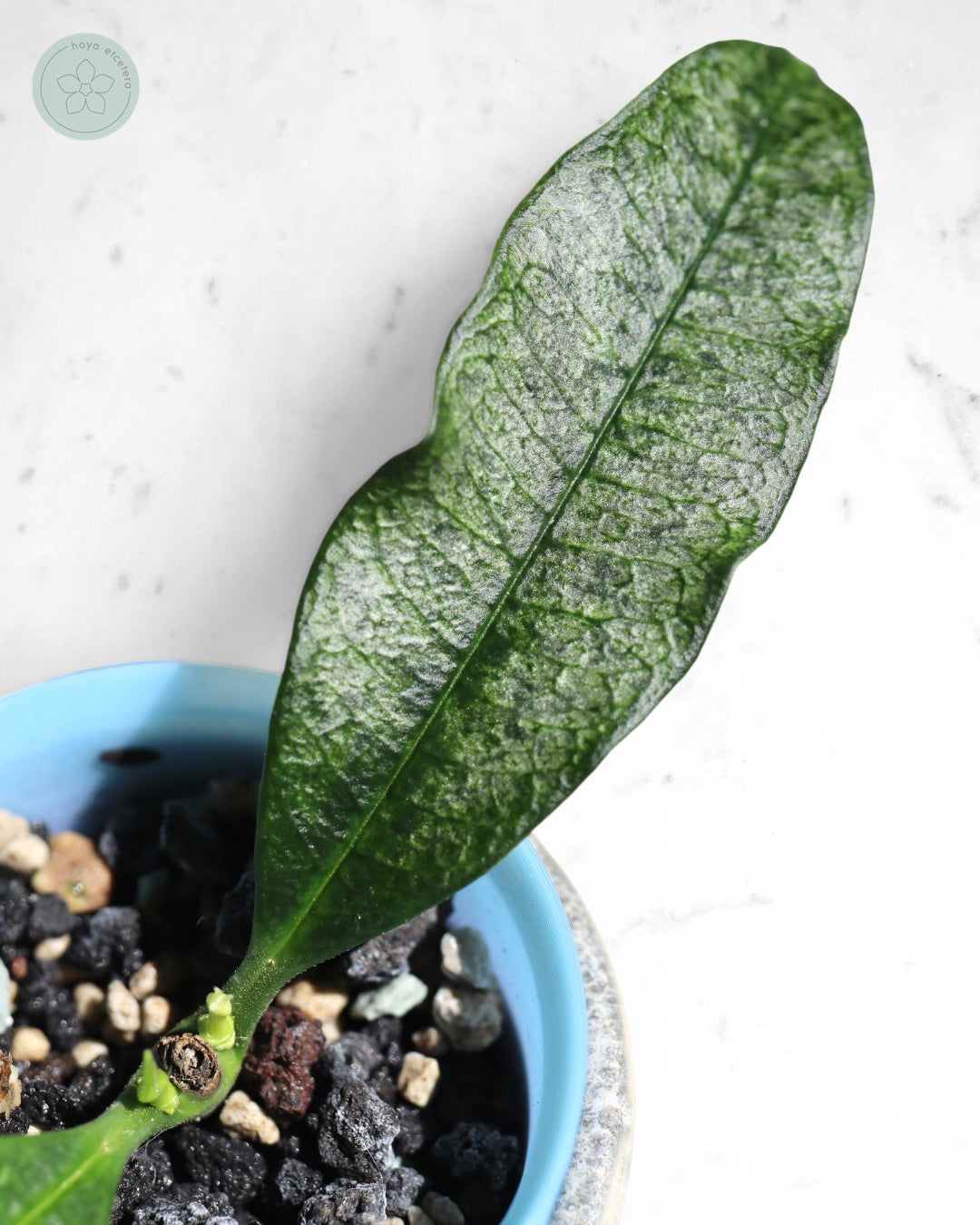 Hoya irisae (silver)
