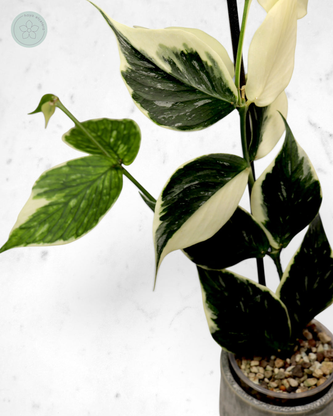 Hoya polyneura 'Jasminka'