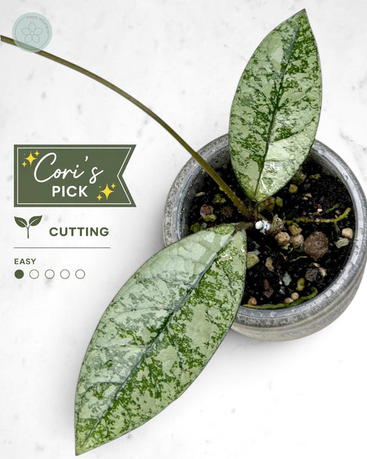 Hoya crassipetiolata (splash/silver)