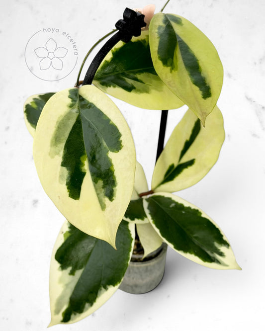 Hoya ilagiorum (albo)