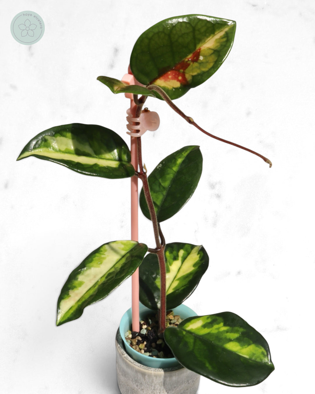 Hoya 'Momo'
