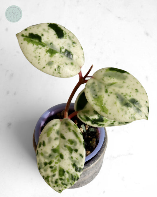 Hoya carnosa 'Madara' (Snow Angel)