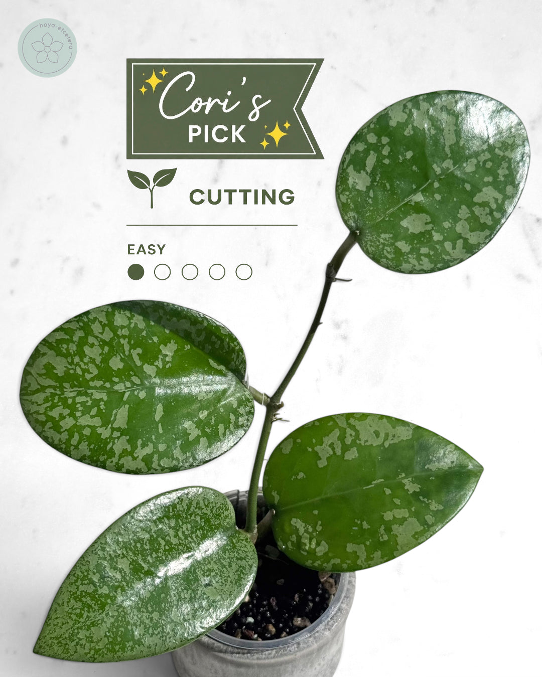 Hoya 'Cori'