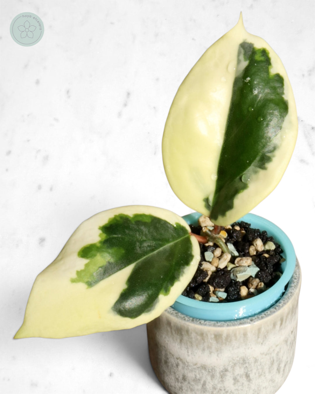 Hoya ilagiorum (albo)