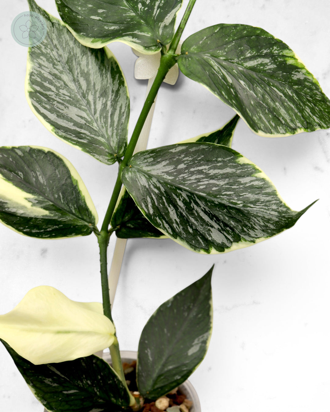 Hoya polyneura 'Jasminka'