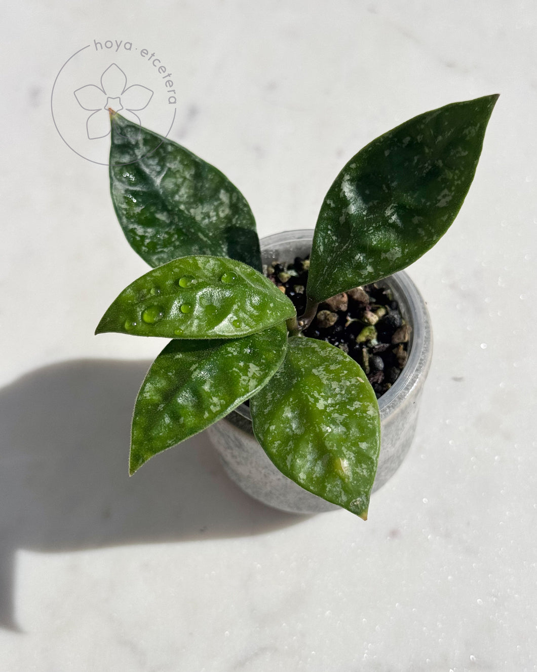 Hoya rundumensis (splash)