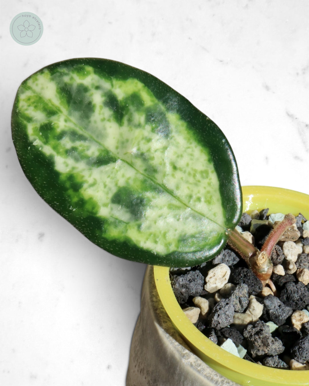 Hoya carnosa 'Madara' (Green Edge)