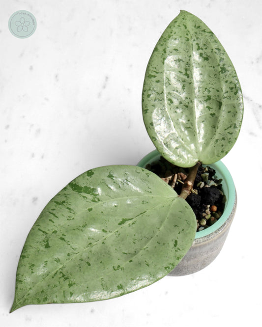 Hoya glabra 'Gin' (silver)