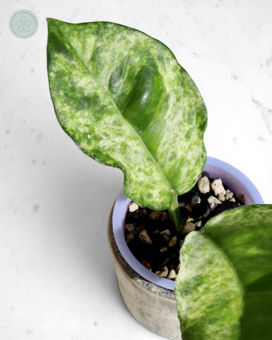 Hoya australis (peridot)