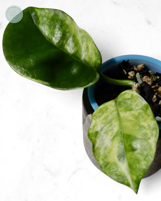Hoya australis (peridot)