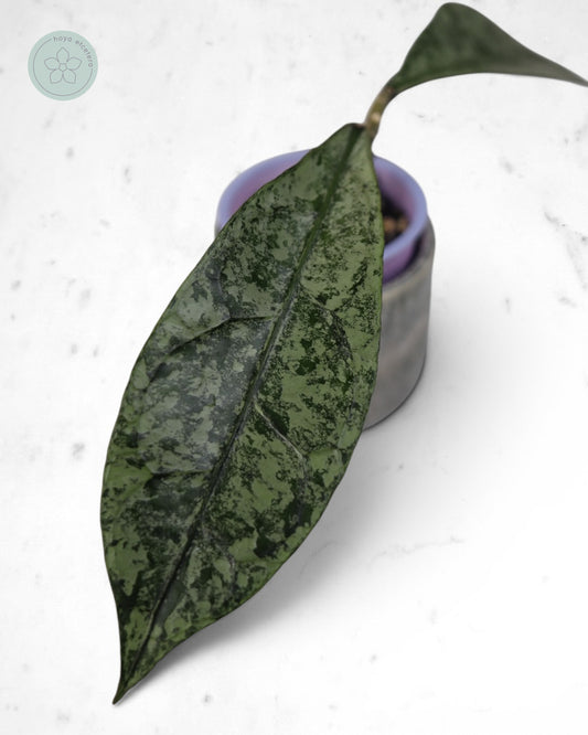 Hoya clemensiorum (Borneo silver)