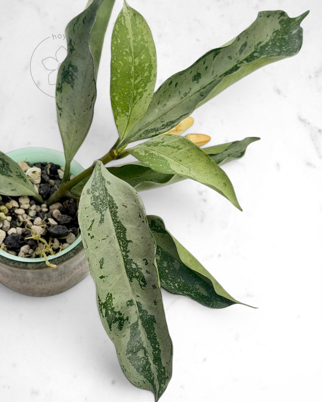 Hoya occultata (silver)