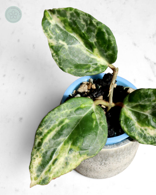 Hoya 'Candy'
