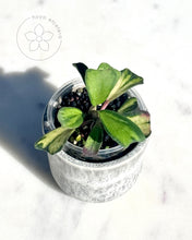 Load image into Gallery viewer, Hoya manipurensis &#39;Philo&#39;
