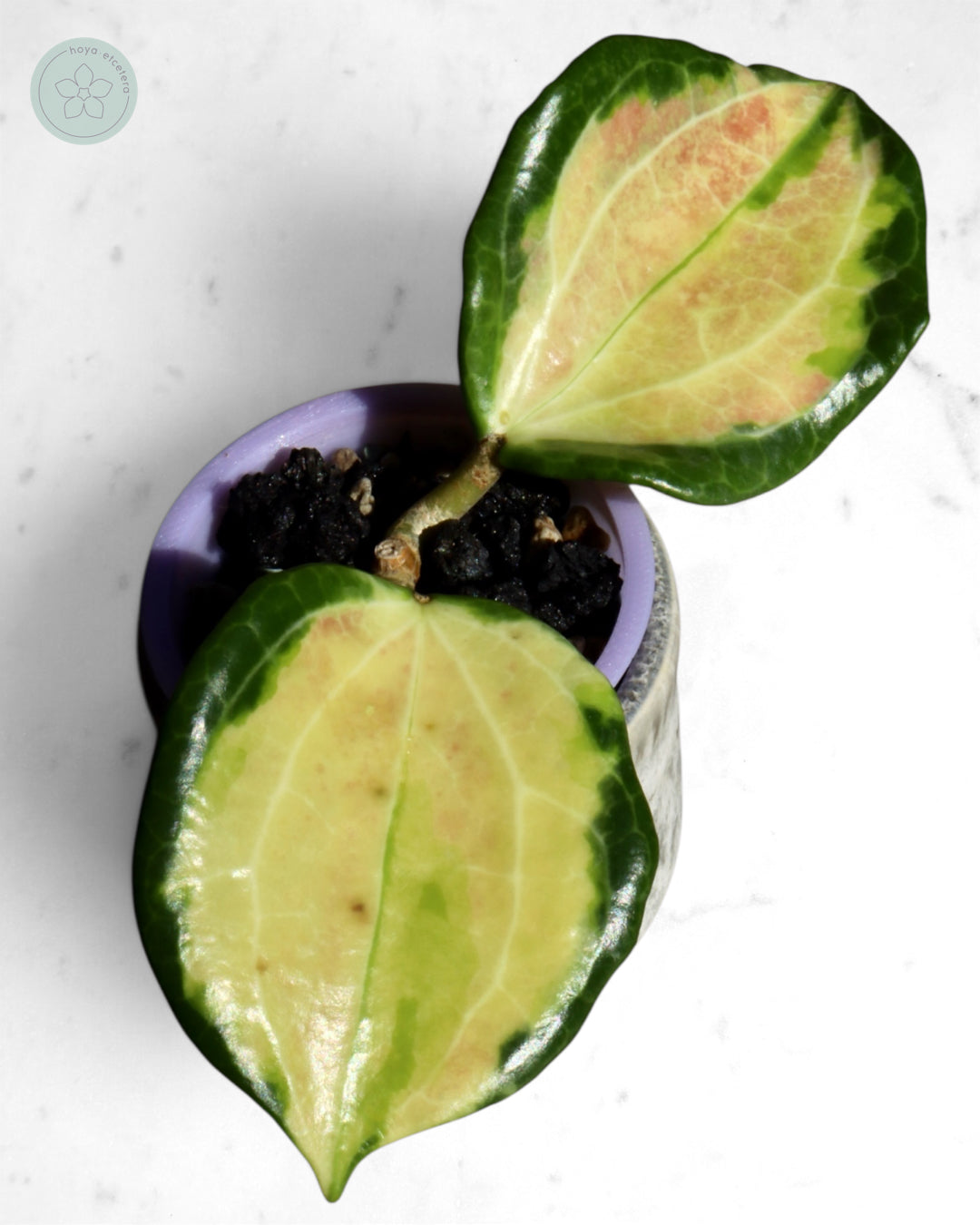 Hoya merrillii (variegated)