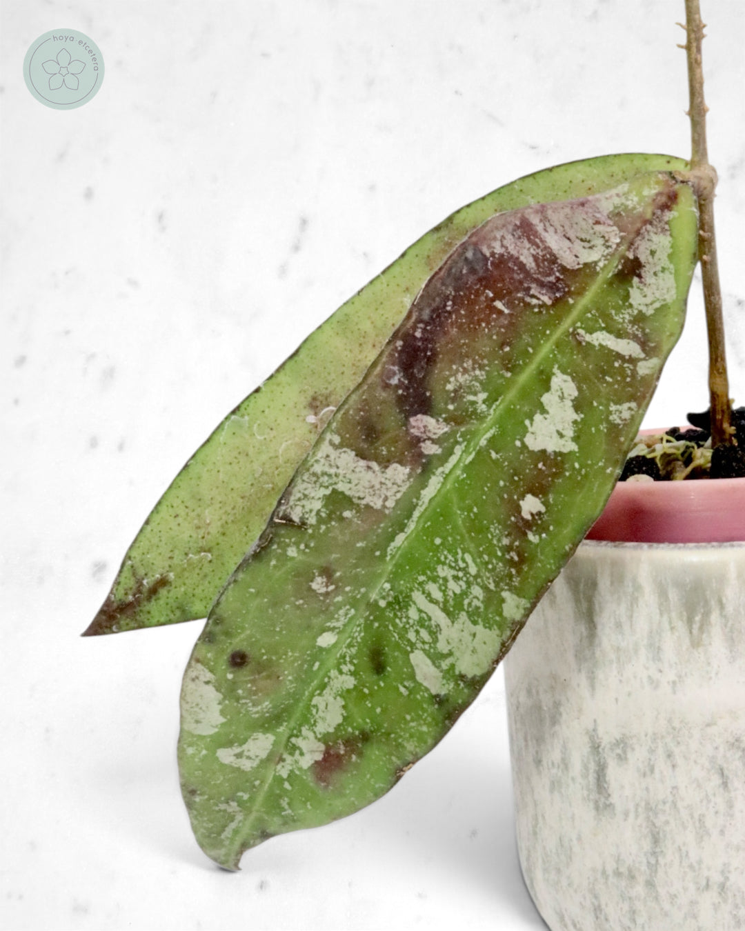 Hoya kaikoeana (splash/silver)
