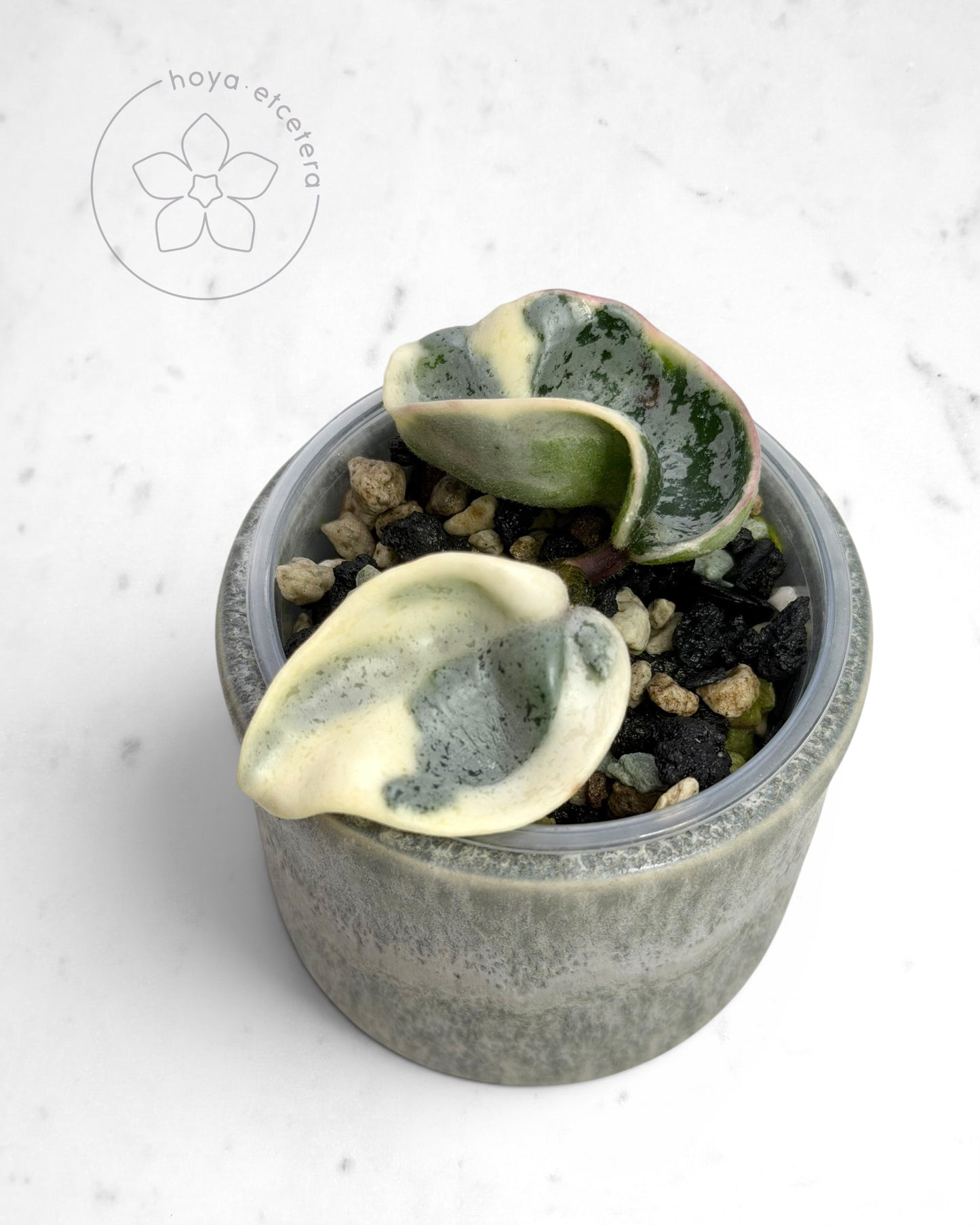 Hoya compacta 'Oblak'
