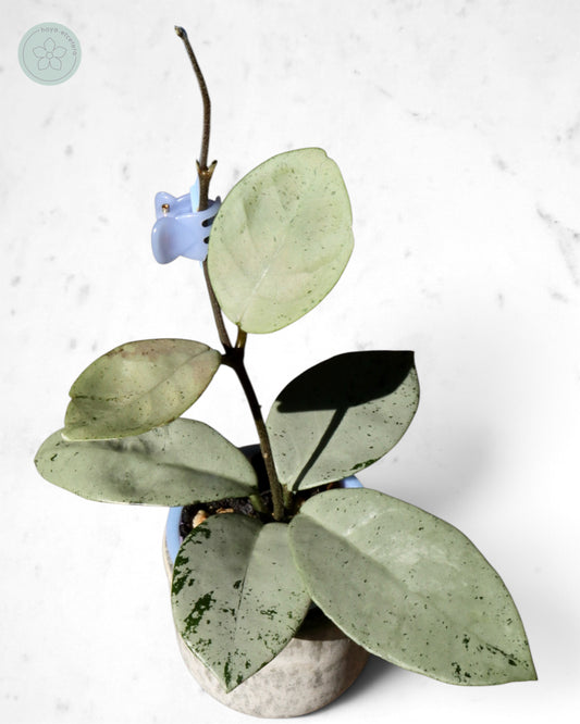 Hoya 'Stardust' (silver)