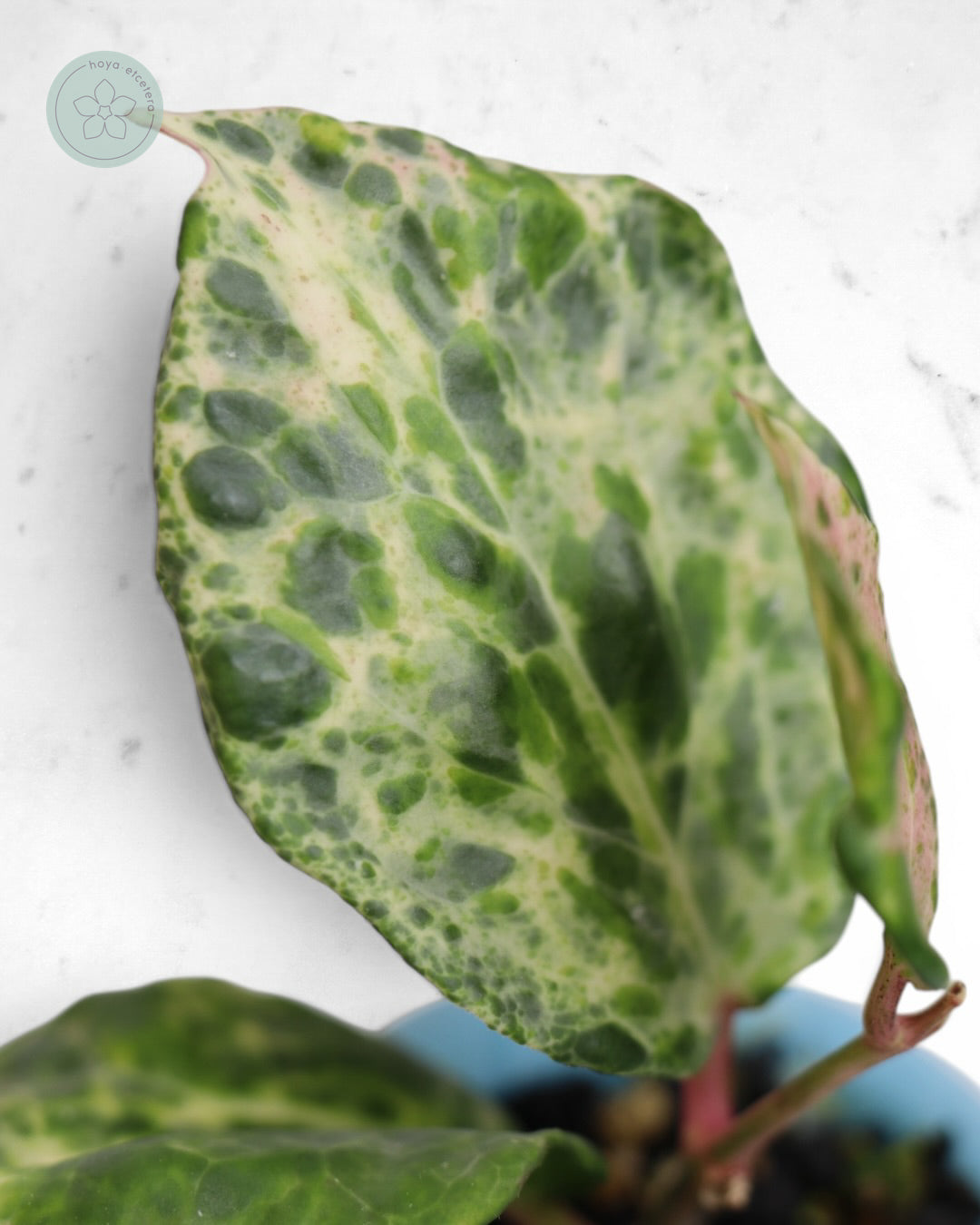 Hoya 'Candy'