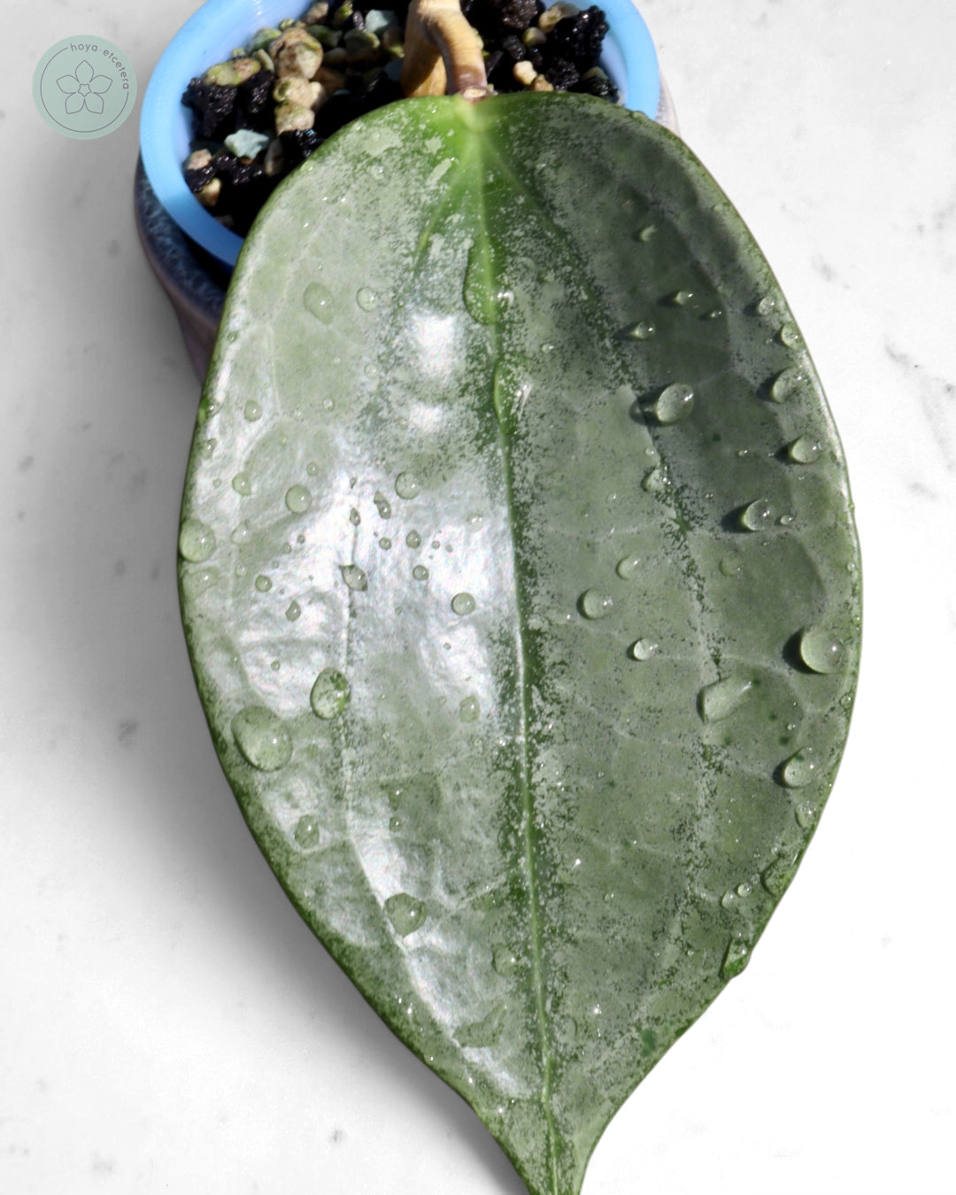 Hoya 'Rimba Perak' (silver)