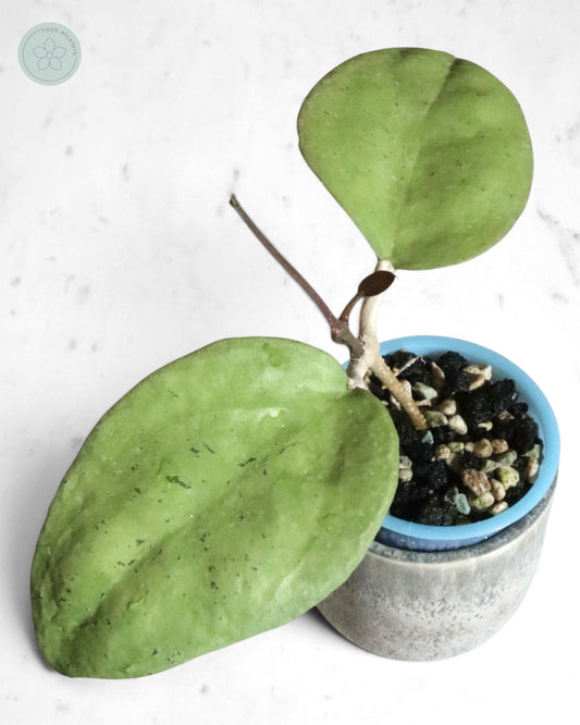 Hoya sp. Menak Sopal (silver)
