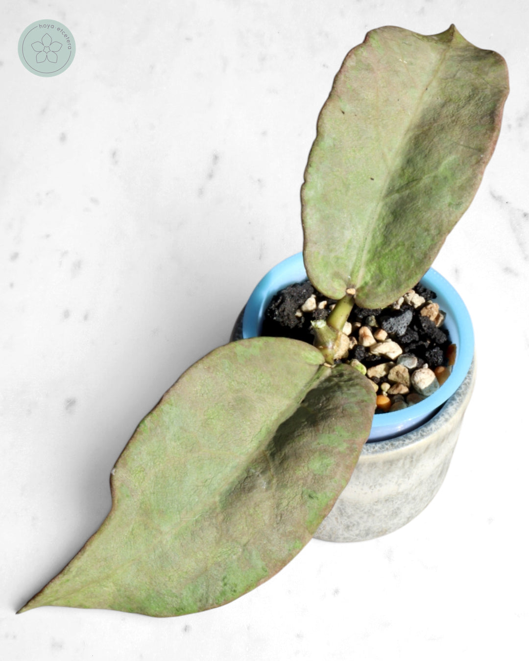 Hoya mitrata (Pearl Gold)