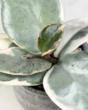 Charger l&#39;image dans la galerie, Hoya carnosa &#39;Argentea Picta&#39; 🦄

