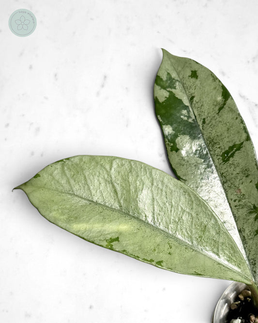 Hoya griffithii (ghost)
