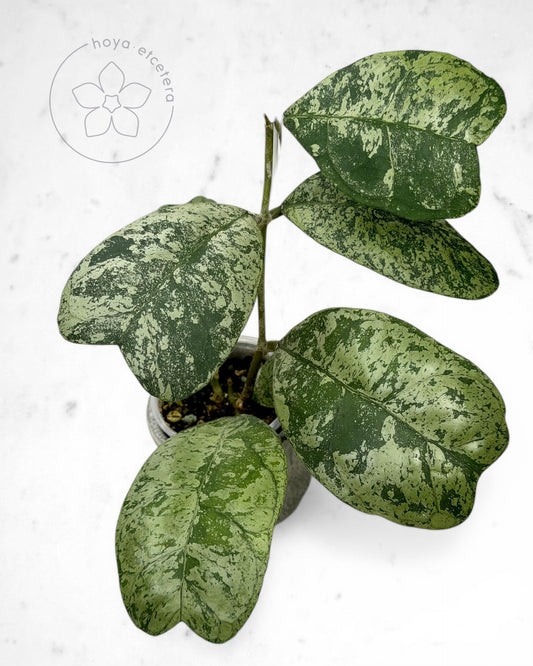 Hoya 'Morning Dew' (silver)