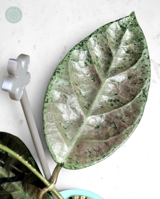 Hoya sp. Lai Chau (silver)