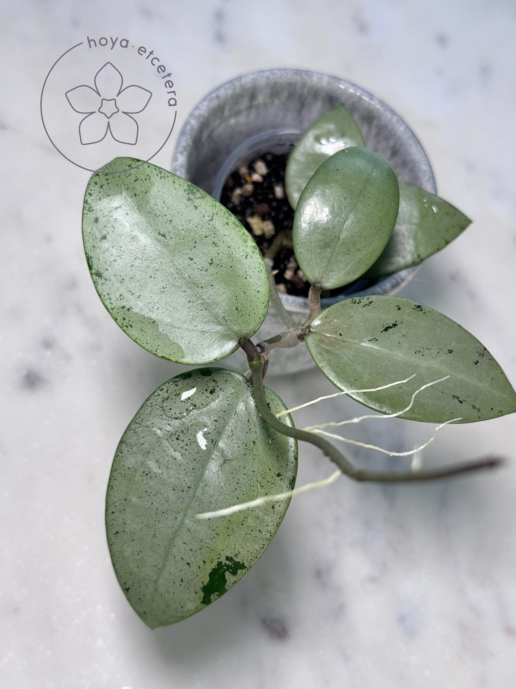 Hoya verticillata (silver heart)