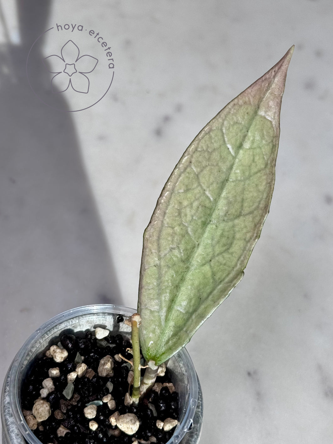 Hoya sp. Germany (silver)