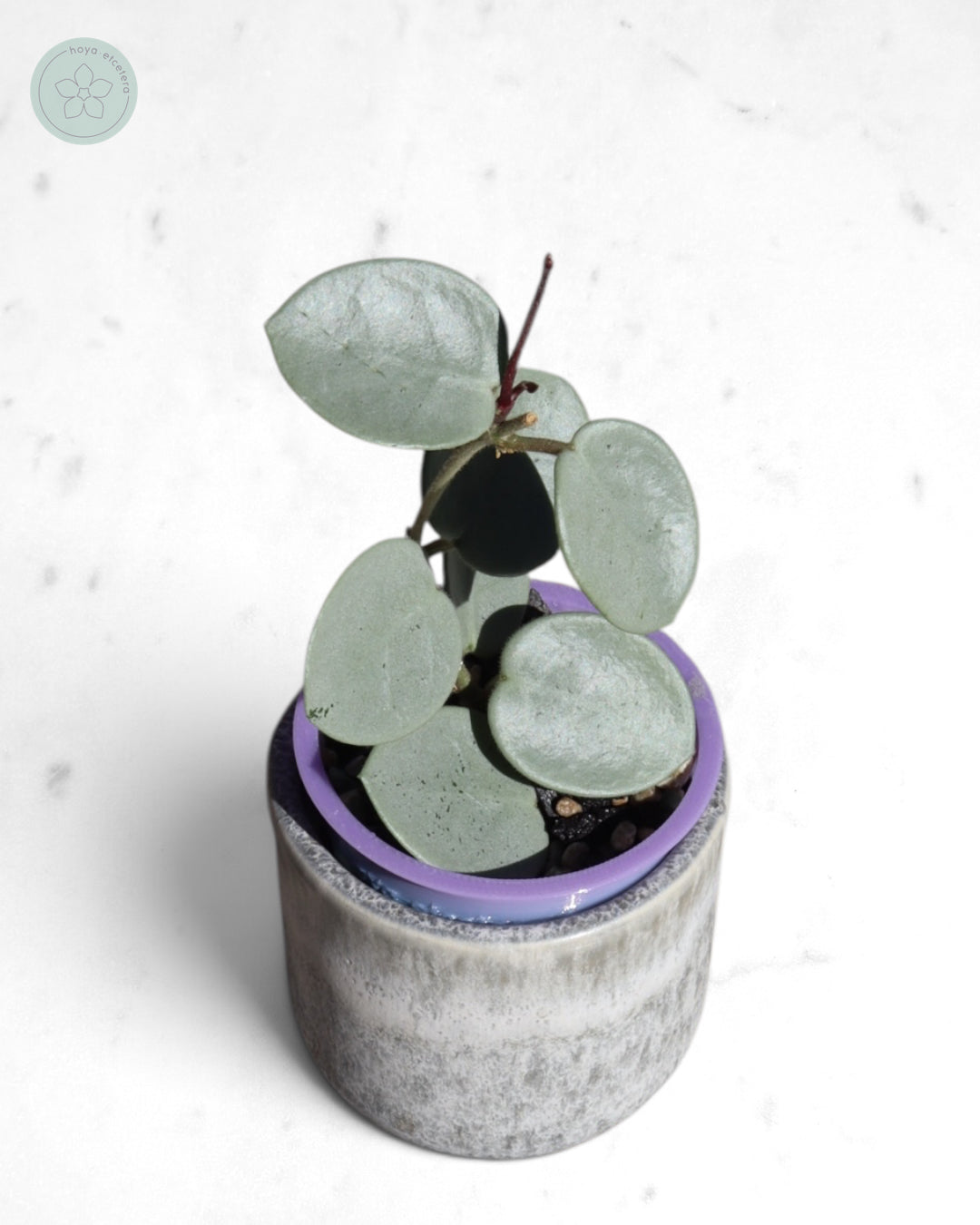 Hoya 'Grey Fairy'