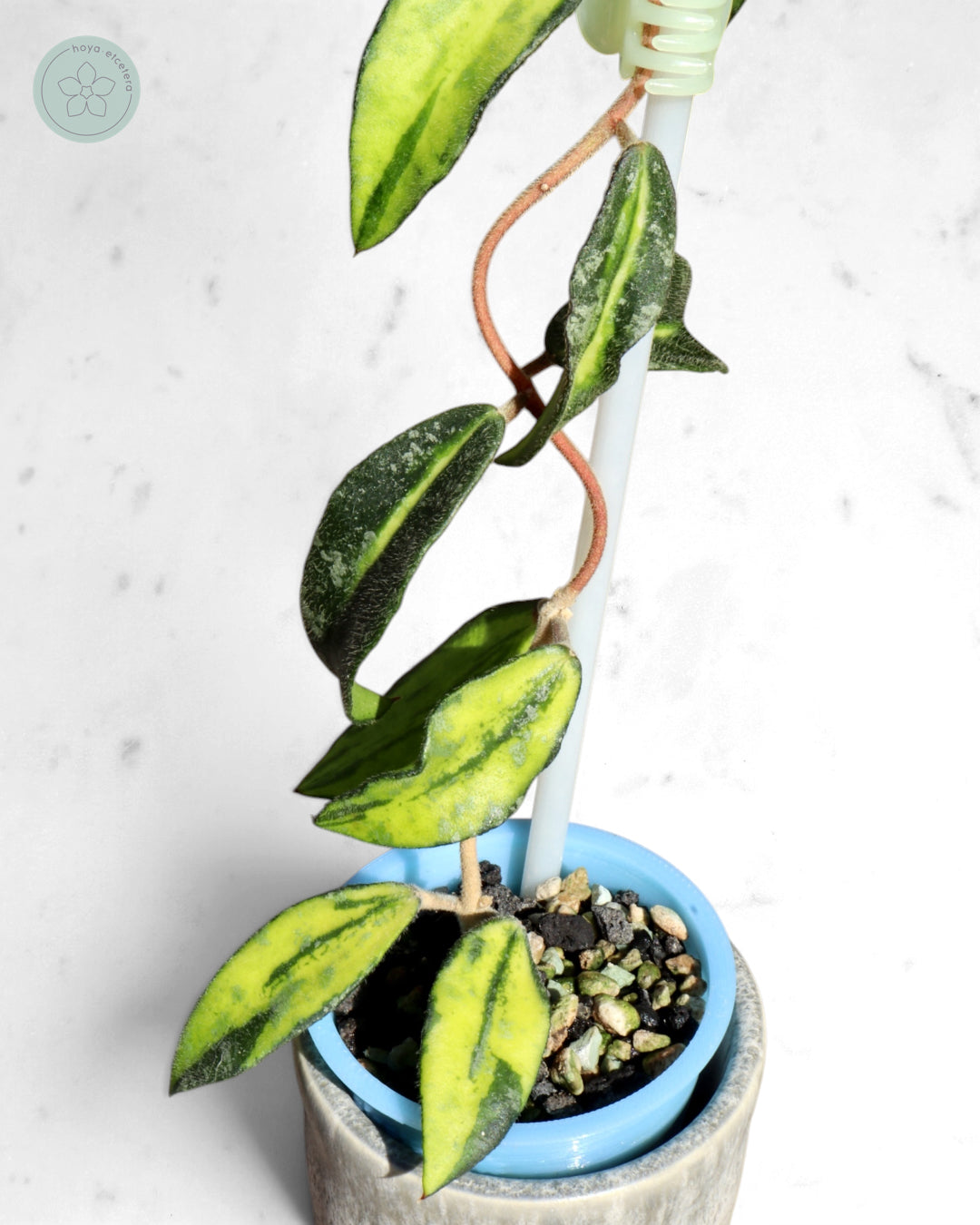 Hoya phuwuaensis (variegated)
