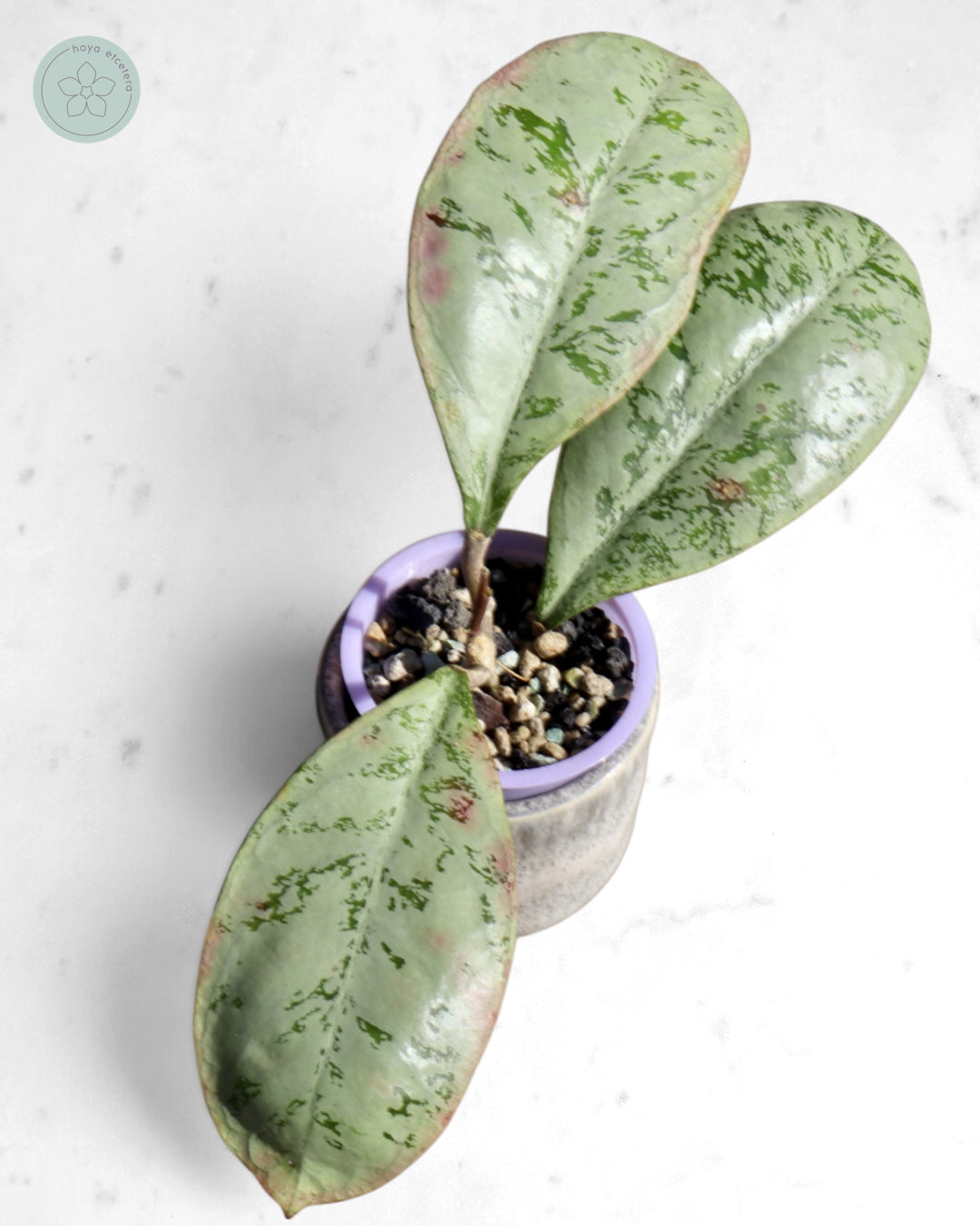 Hoya 'Lorelai'