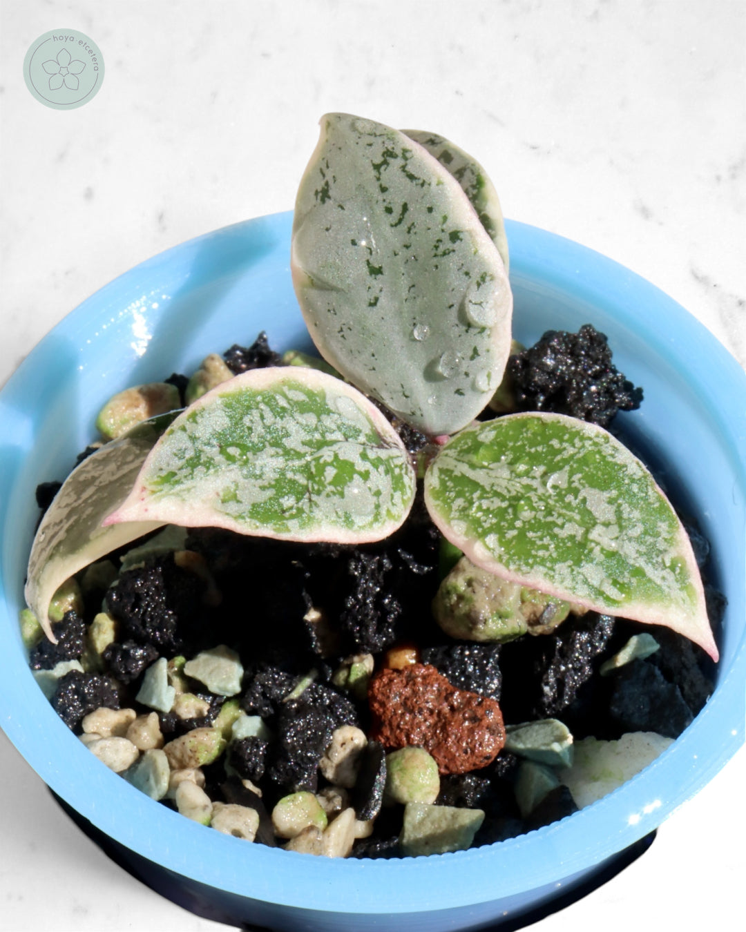 Hoya lacunosa 'Lumina'