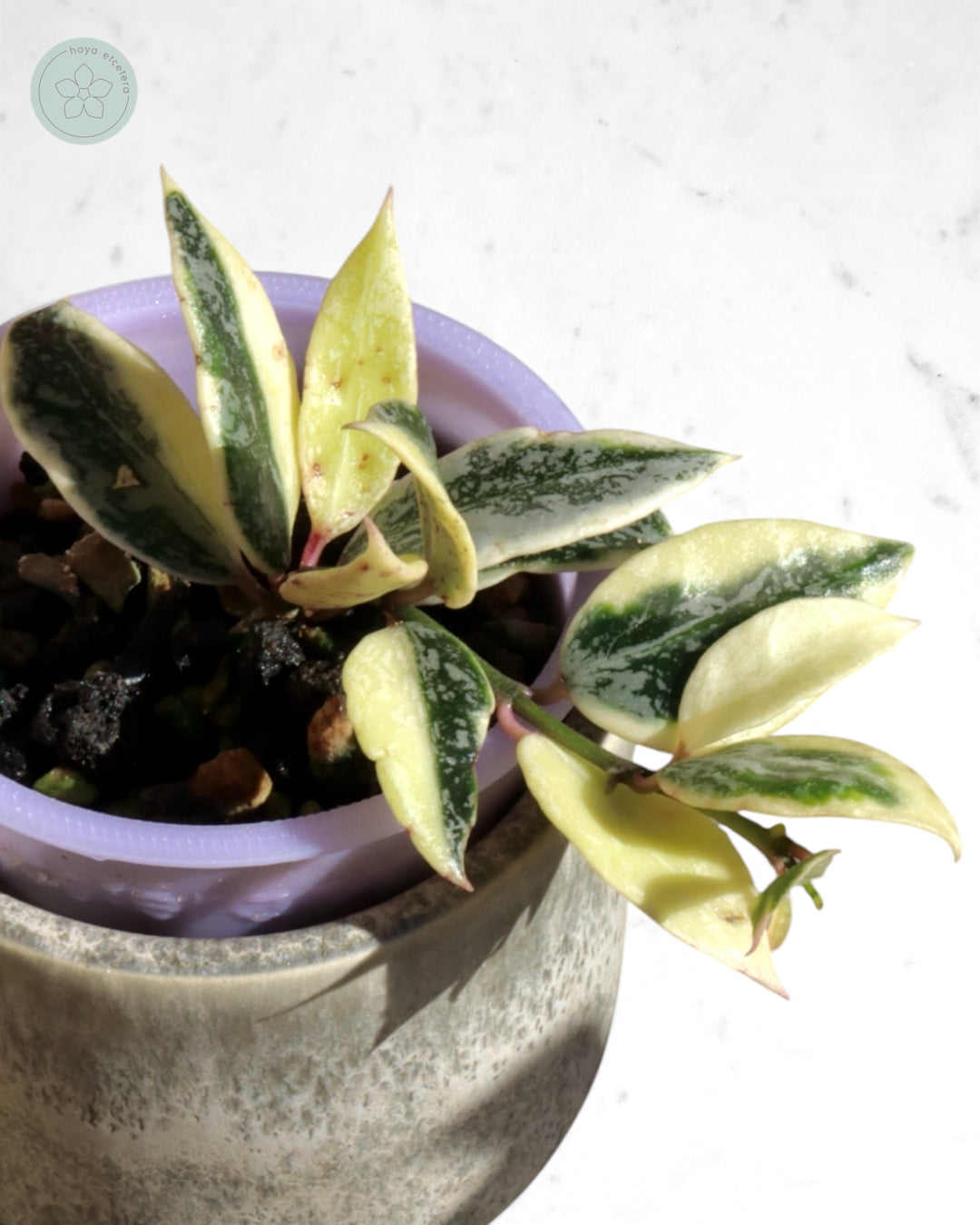 Hoya lacunosa 'Lumina'