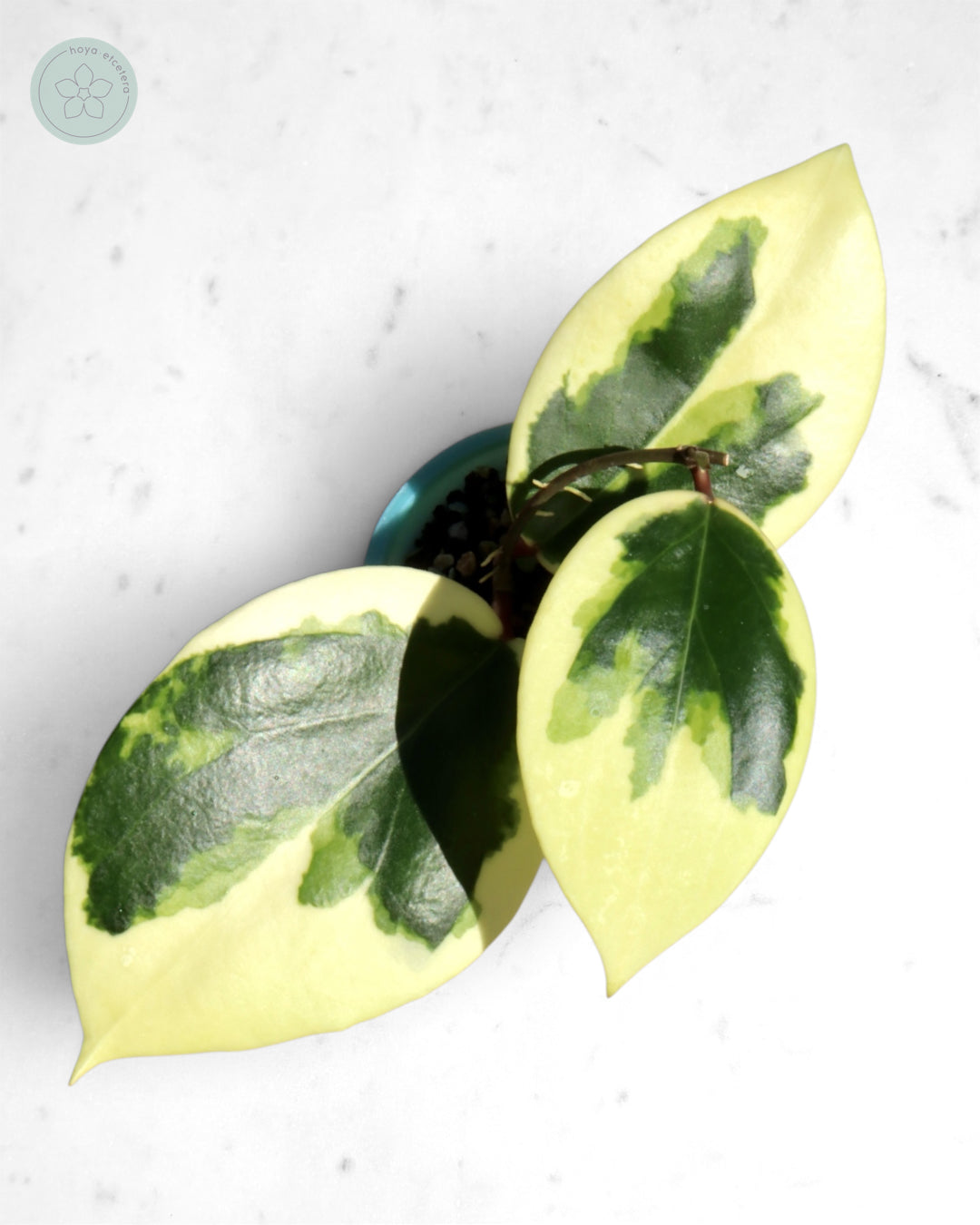 Hoya ilagiorum (albo)