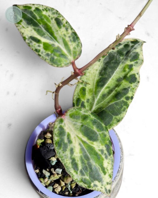 Hoya 'Swiffer’s Nightmare'