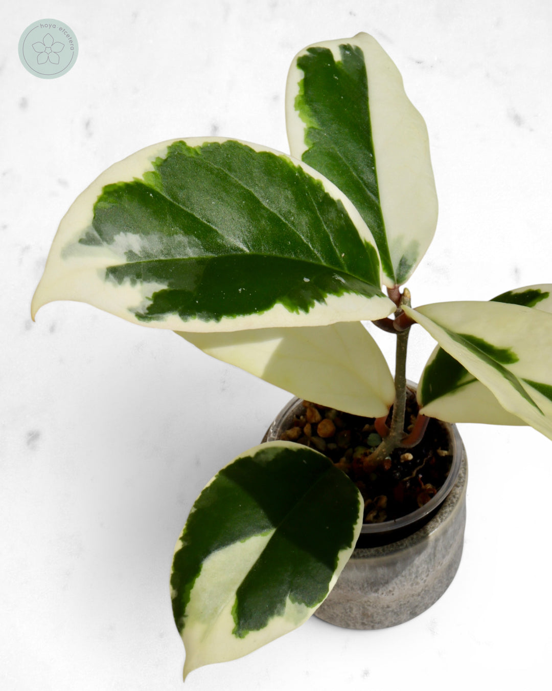 Hoya ilagiorum (albo)