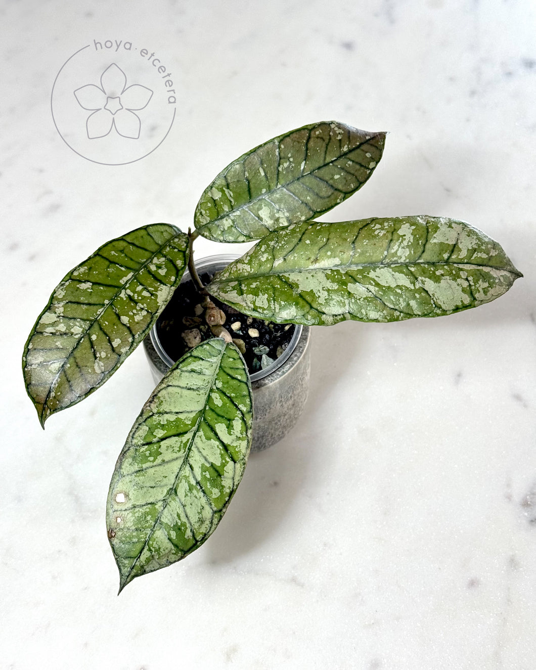 Hoya sp. Gunung Gading (Ghost)