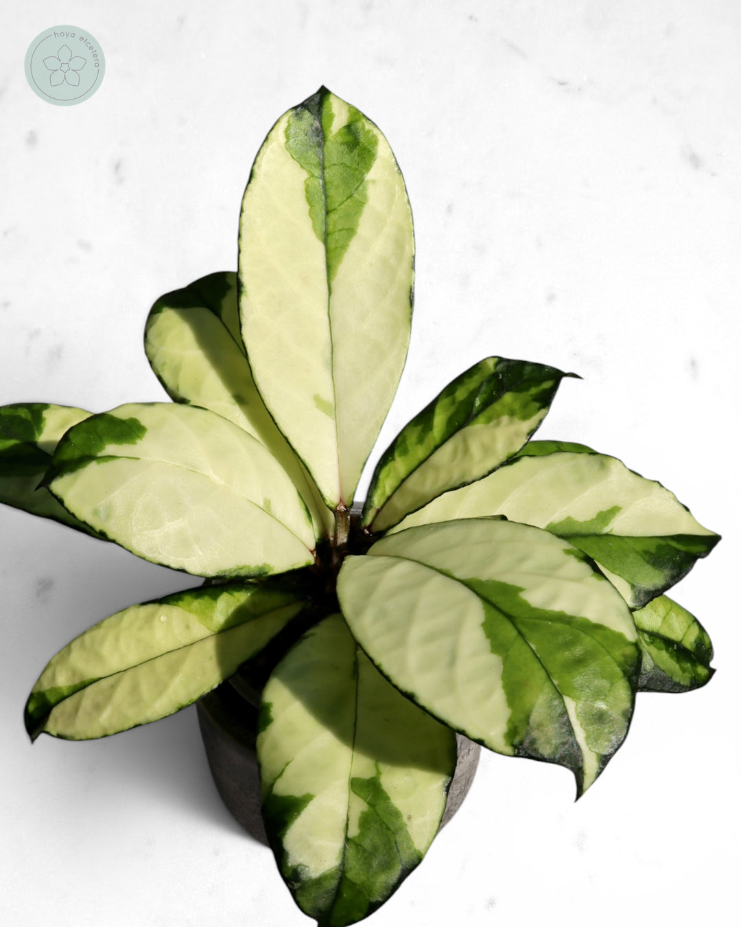 Hoya crassipetiolata (variegated)