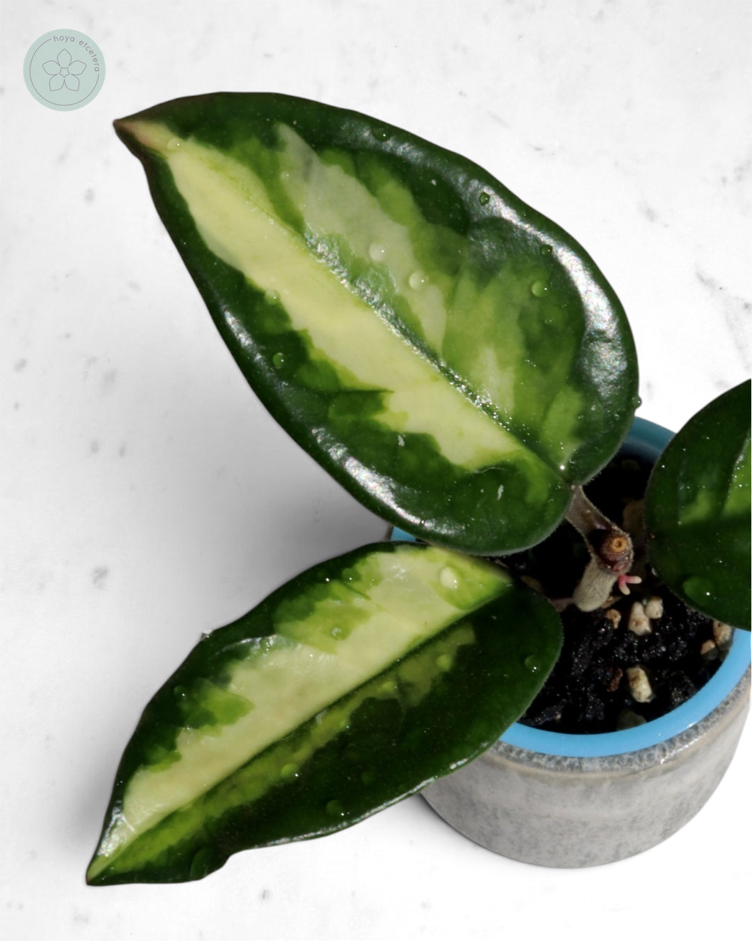 Hoya 'Momo'