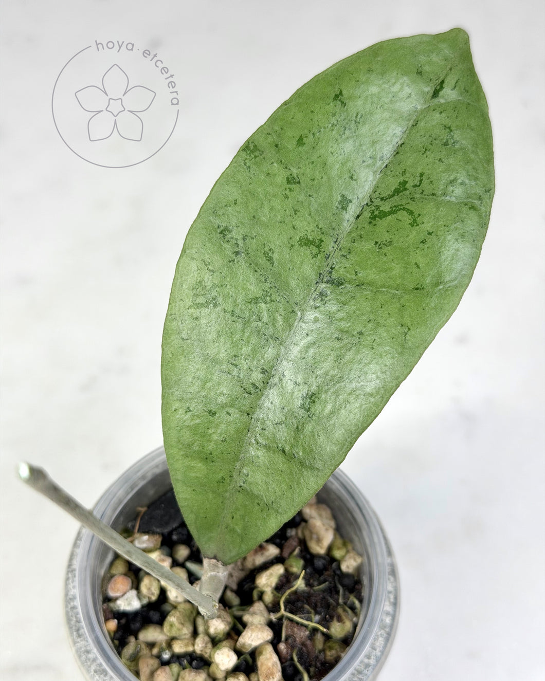 Hoya forbesii (silver)