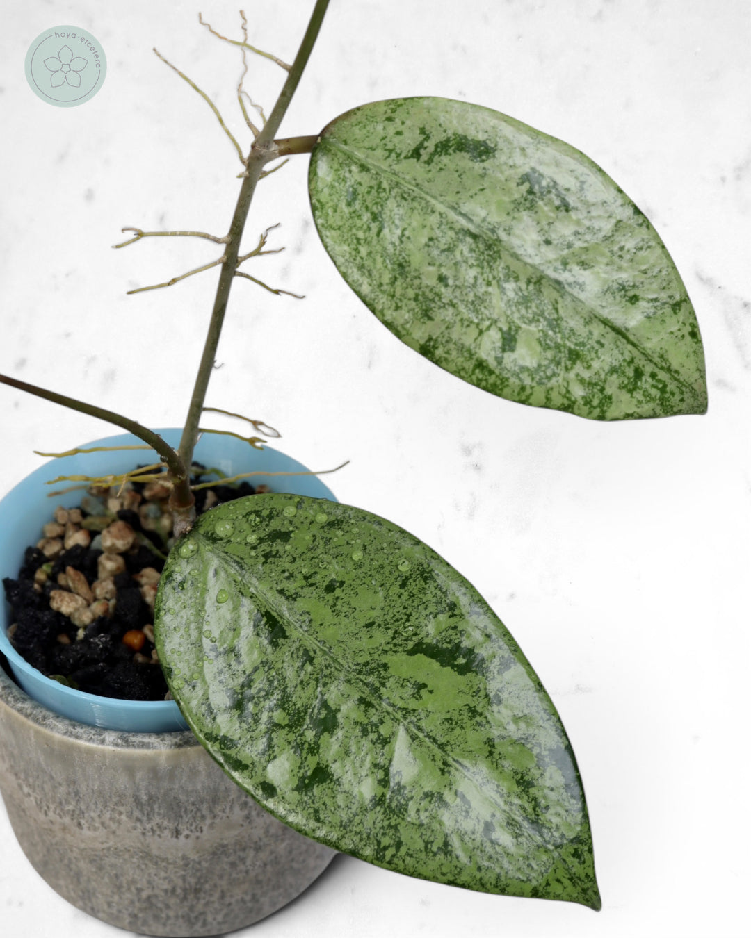 Hoya verticillata (Pacitan silver)