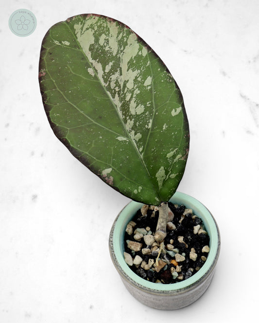 Hoya nervosa x 'Joy' (splash)