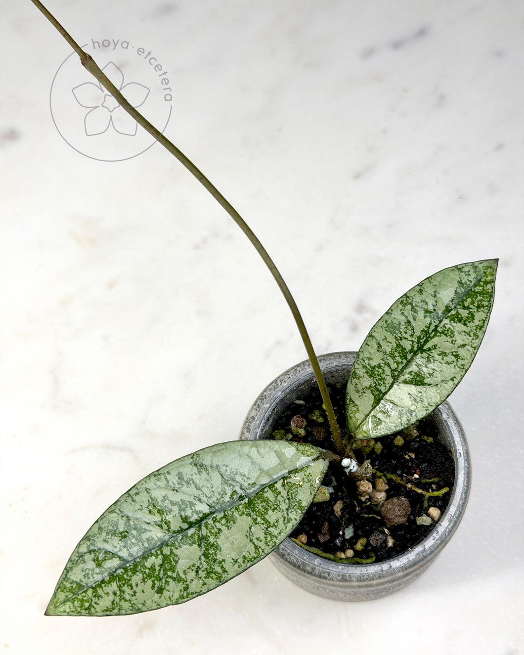 Hoya crassipetiolata (silver)